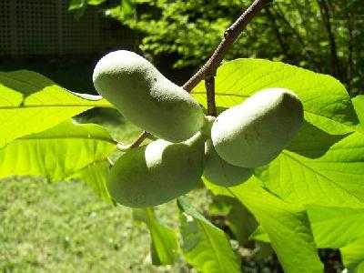 Asimina triloba
